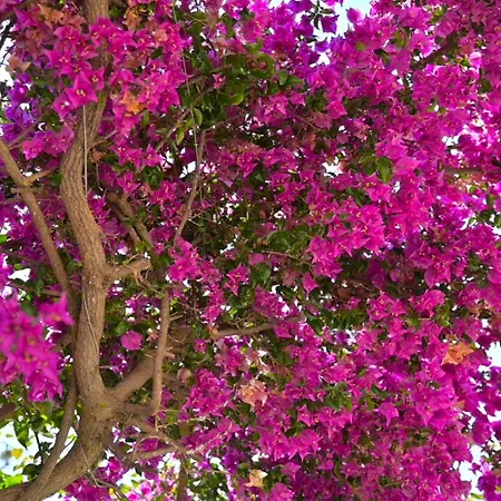 Bougainville Bay ホテル 5*